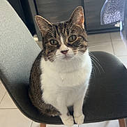 Minou a rejoint le concours — aidez-le/la à gagner de superbes lots ! animal, bottles, cabinet, cat, chair, curious, domestic, ears, feline, floor, furniture, house, indoor, looking, pet, sitting, tabby_cat, tile_floor, whiskers, white_cat