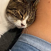 Minou a rejoint le concours — aidez-le/la à gagner de superbes lots ! affection, animal, cat, closeup, companion, cozy, cute, denim_shorts, feline, human, indoor, leg, nuzzling, pet, resting, sleepy, soft, tabby, whiskers, white_fur