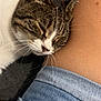 affection, animal, cat, closeup, companion, cozy, cute, denim_shorts, feline, human, indoor, leg, nuzzling, pet, resting, sleepy, soft, tabby, whiskers, white_fur