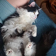 Mittsu is registered to the contest to win money with this photo: animal, black_and_white, blue_fabric, cat, closeup, comfort, cozy, cute, domestic_cat, fluffy, fur, human_leg, indoor, paws, pet, relaxed, resting, tail, whiskers, yellow_eyes