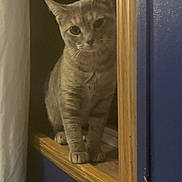 Lily joined the competition — help win amazing prizes! cat, animal, feline, curious, window, wooden_frame, blue_wall, indoor, plush_toy, ledgestanding, pet, domestic, fur, whiskers, ears, looking, shadow, soft_light, cozy, home