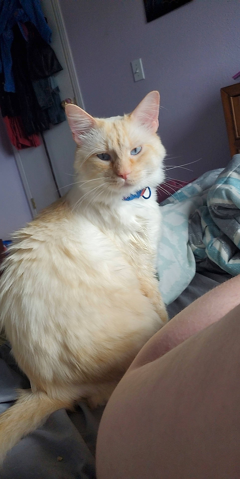 Lucifer is registered to the contest to win money with this photo: carnivore, cat, claw, comfort, domestic_short_haired_cat, eye, fawn, felidae, fur, paw, sitting, small_to_medium_sized_cats, snout, tail, whiskers