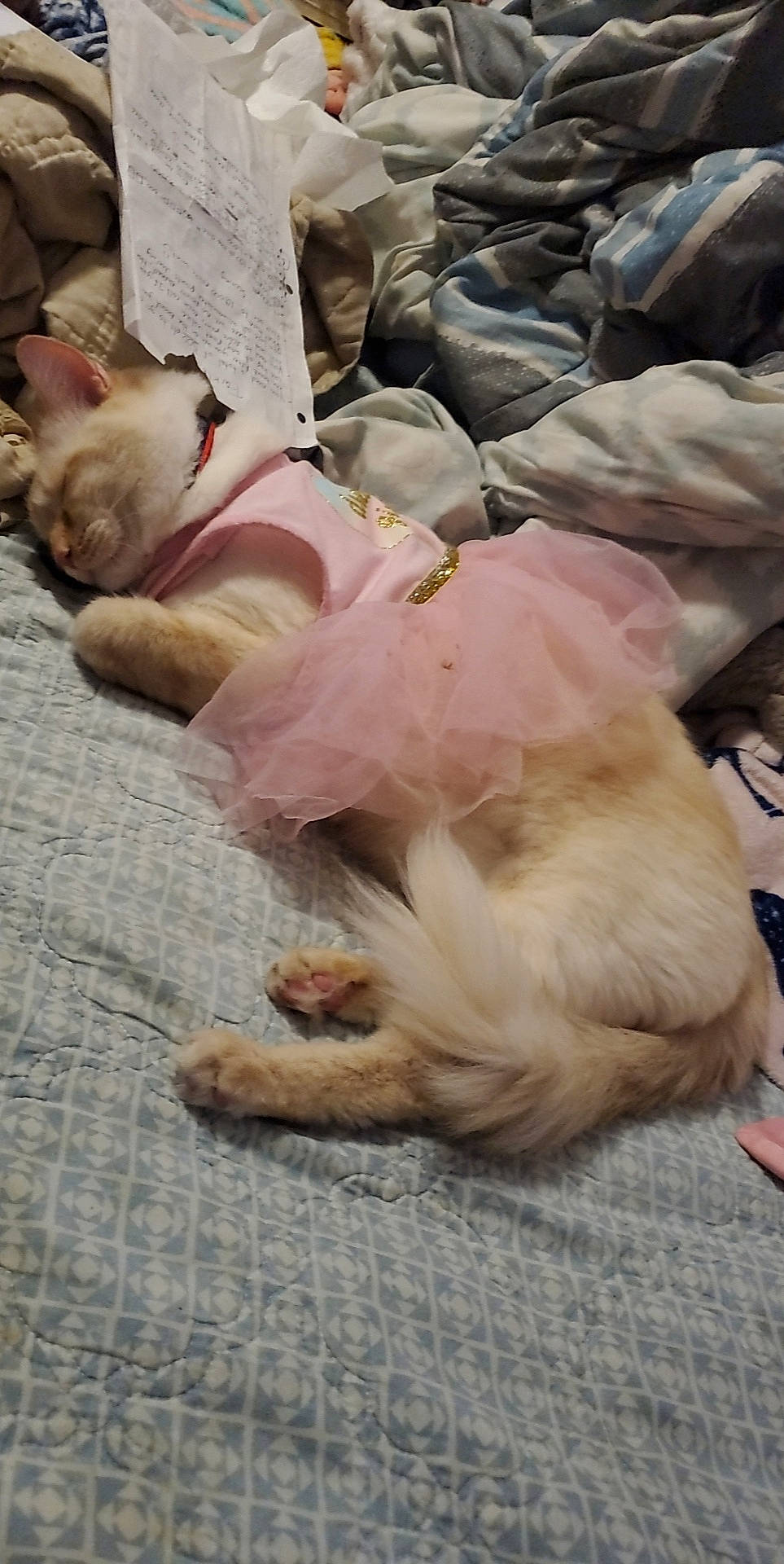 Lucifer joined the competition — help win amazing prizes! canidae, carnivore, cat, comfort, companion_dog, dog_breed, fawn, felidae, fur, human_leg, linens, mammal, nap, paw, small_to_medium_sized_cats, snout, sporting_group, tail, vertebrate, whiskers