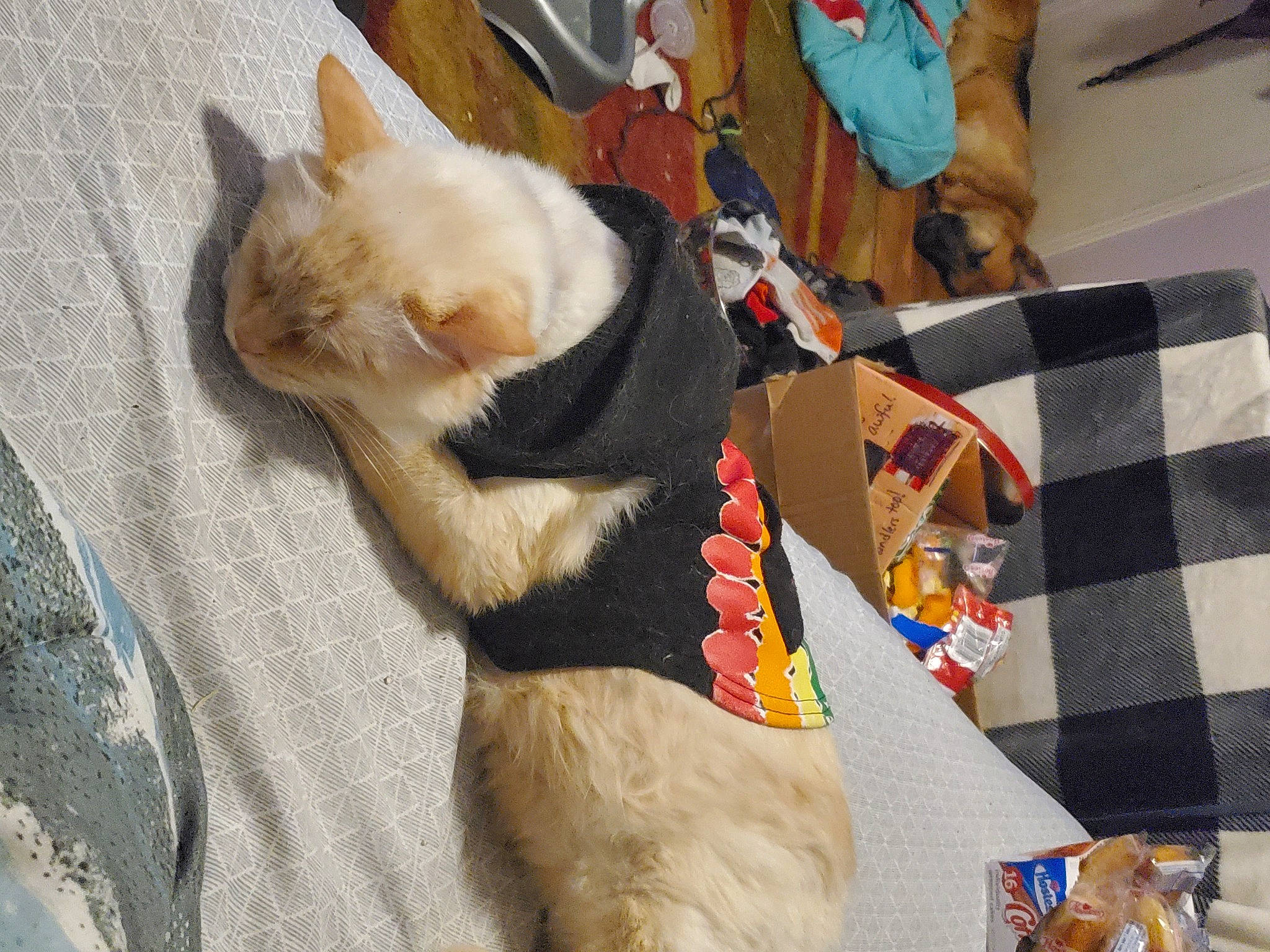 Lucifer is registered to the contest to win money with this photo: bag, canidae, carnivore, cat, collar, comfort, companion_dog, dog_breed, domestic_short_haired_cat, fawn, felidae, lap, linens, pet_supply, small_to_medium_sized_cats, sporting_group, stuffed_toy, tail, tartan, whiskers