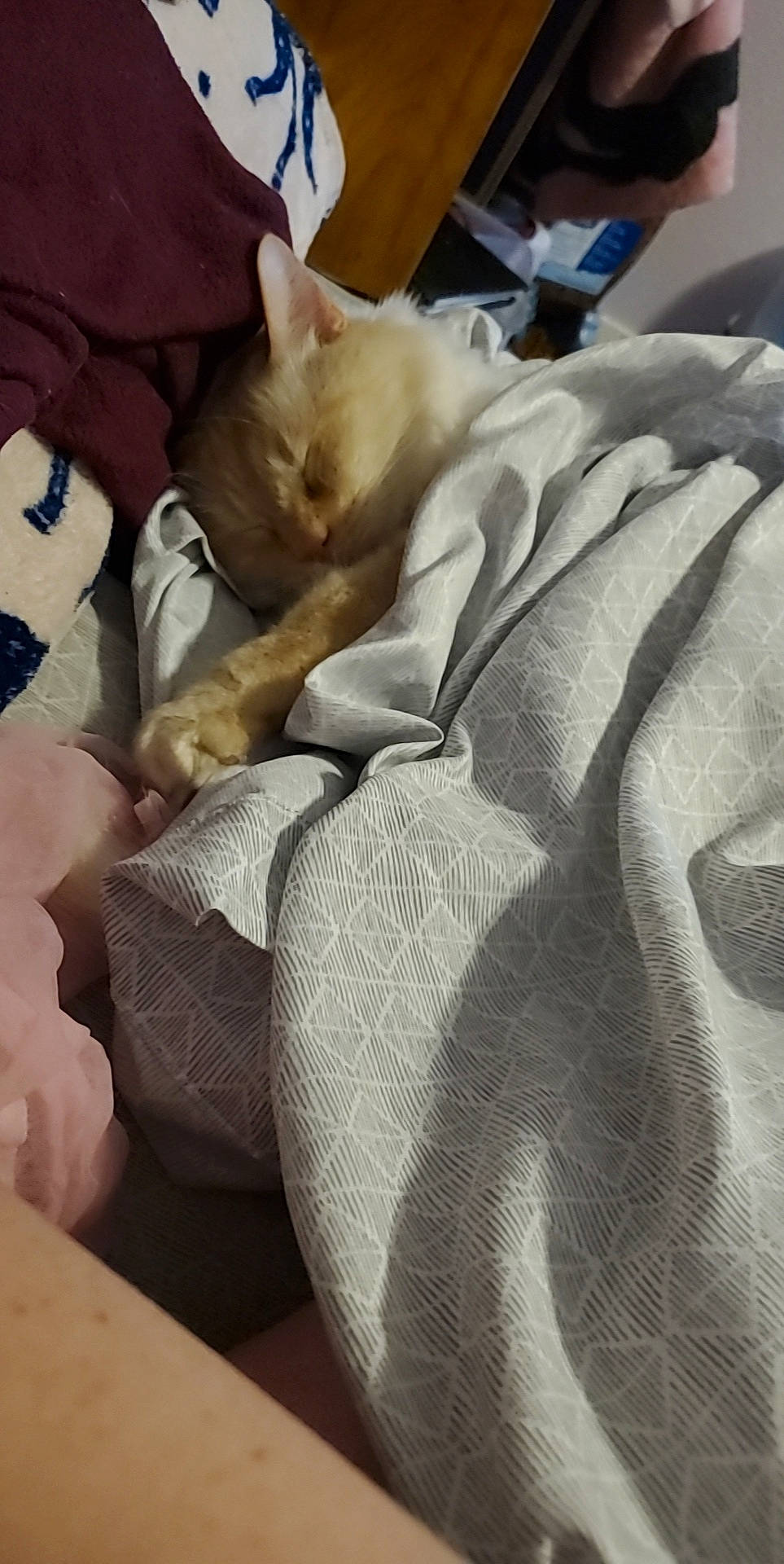 Lucifer is registered to the contest to win money with this photo: bed_sheet, bedding, blanket, carnivore, cat, comfort, companion_dog, duvet, fawn, felidae, fur, grey, linens, nap, paw, room, small_to_medium_sized_cats, tail, textile, whiskers