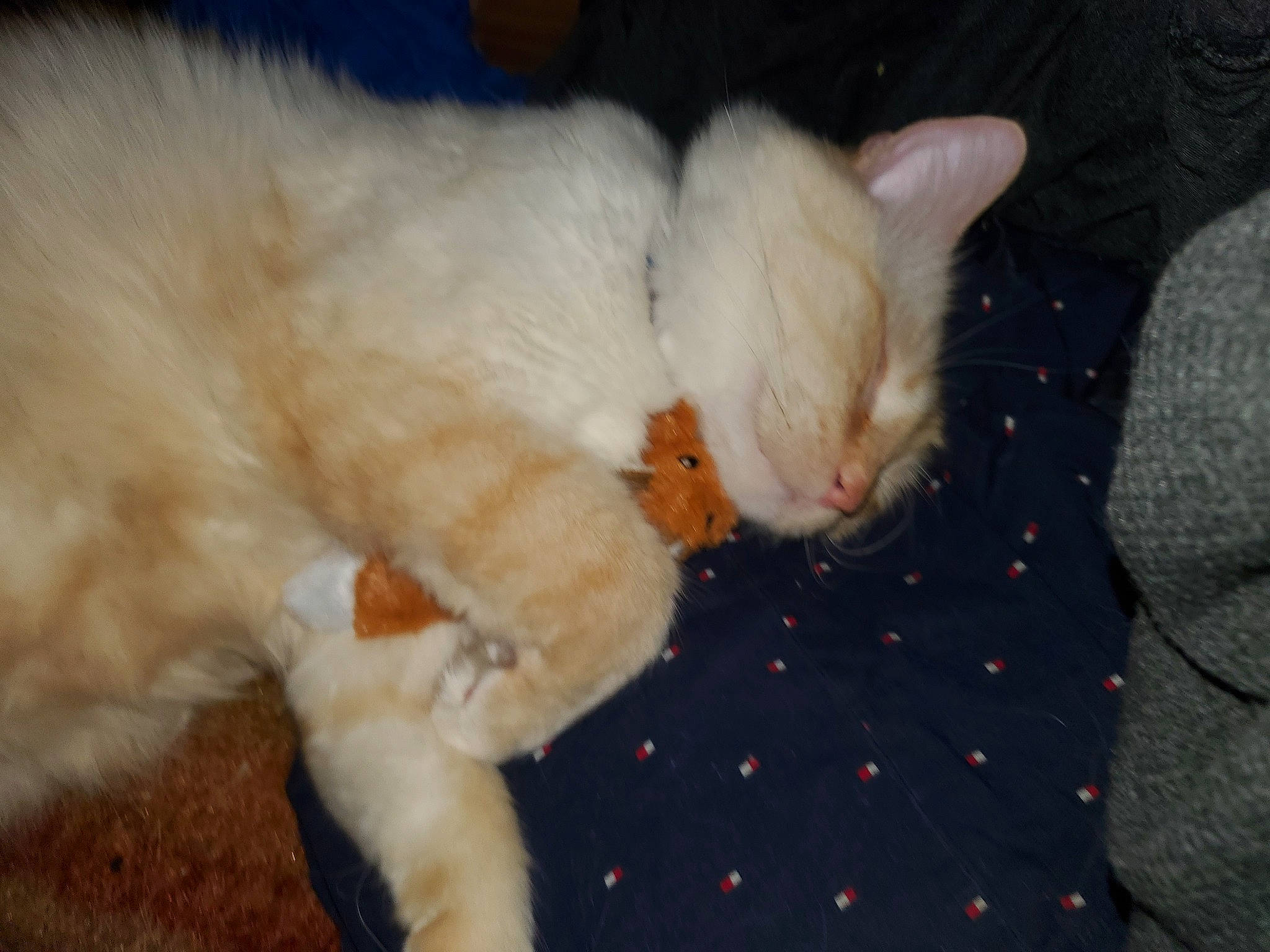 Lucifer is registered to the contest to win money with this photo: canidae, carnivore, cat, claw, comfort, domestic_short_haired_cat, eye, fawn, felidae, fur, head, paw, small_to_medium_sized_cats, snout, tail, terrestrial_animal, whiskers