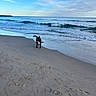 Nala a rejoint le concours — aidez-le/la à gagner de superbes lots ! dog, beach, sand, ocean, waves, water, sky, clouds, animal, pet, outdoor, nature, seashore, coast, canine, playful, daylight, shoreline, vacation, summer