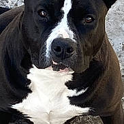 Nala a rejoint le concours — aidez-le/la à gagner de superbes lots ! dog, black_and_white, pitbull, pet, animal, outdoor, concrete, ears, alert, face, canine, companion, mammal, fur, portrait, looking, sitting, paw, closeup, friendly