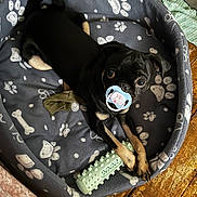 Woody joined the competition — help win amazing prizes! dog, puppy, pet_bed, pacifier, toy, chew_toy, black_dog, tan_paws, wooden_floor, cozy, paw_prints, relaxed, indoor, cute, small_dog, looking_up, animal, domestic_pet, flooring, resting