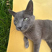 Smokey is registered to the contest to win money with this photo: cat, gray_cat, outdoor, grass, yellow_surface, pet, animal, feline, whiskers, ears, relaxed, lying_down, closeup, nature, daylight, fur, green, cute, domestic_cat, resting