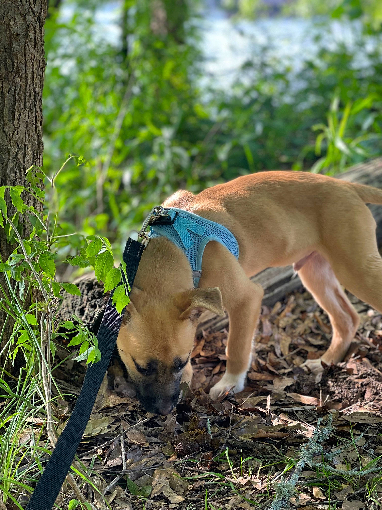 Cane joined the competition — help win amazing prizes! canidae, carnivore, collar, companion_dog, dog, dog_breed, dog_supply, electric_blue, fawn, grass, mammal, pet_supply, plant, snout, soil, sporting_group, tail, terrestrial_animal, terrestrial_plant, tree