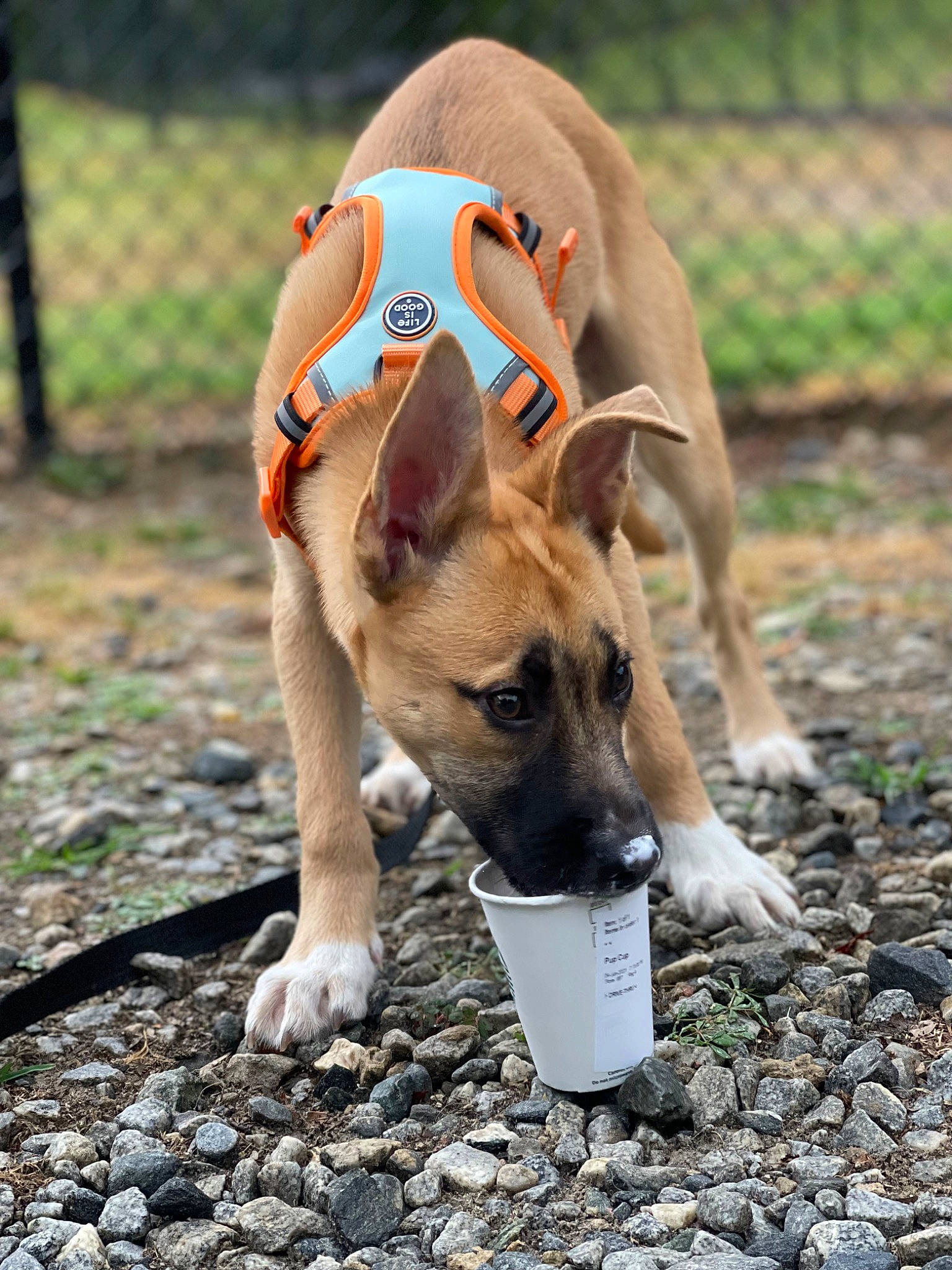 Cane joined the competition — help win amazing prizes! adventure, canidae, carnivore, companion_dog, dog, dog_breed, dog_clothes, dog_collar, dog_supply, fawn, fence, grass, hat, non_sporting_group, pet_supply, snout, soil, sporting_group, sunglasses, working_animal