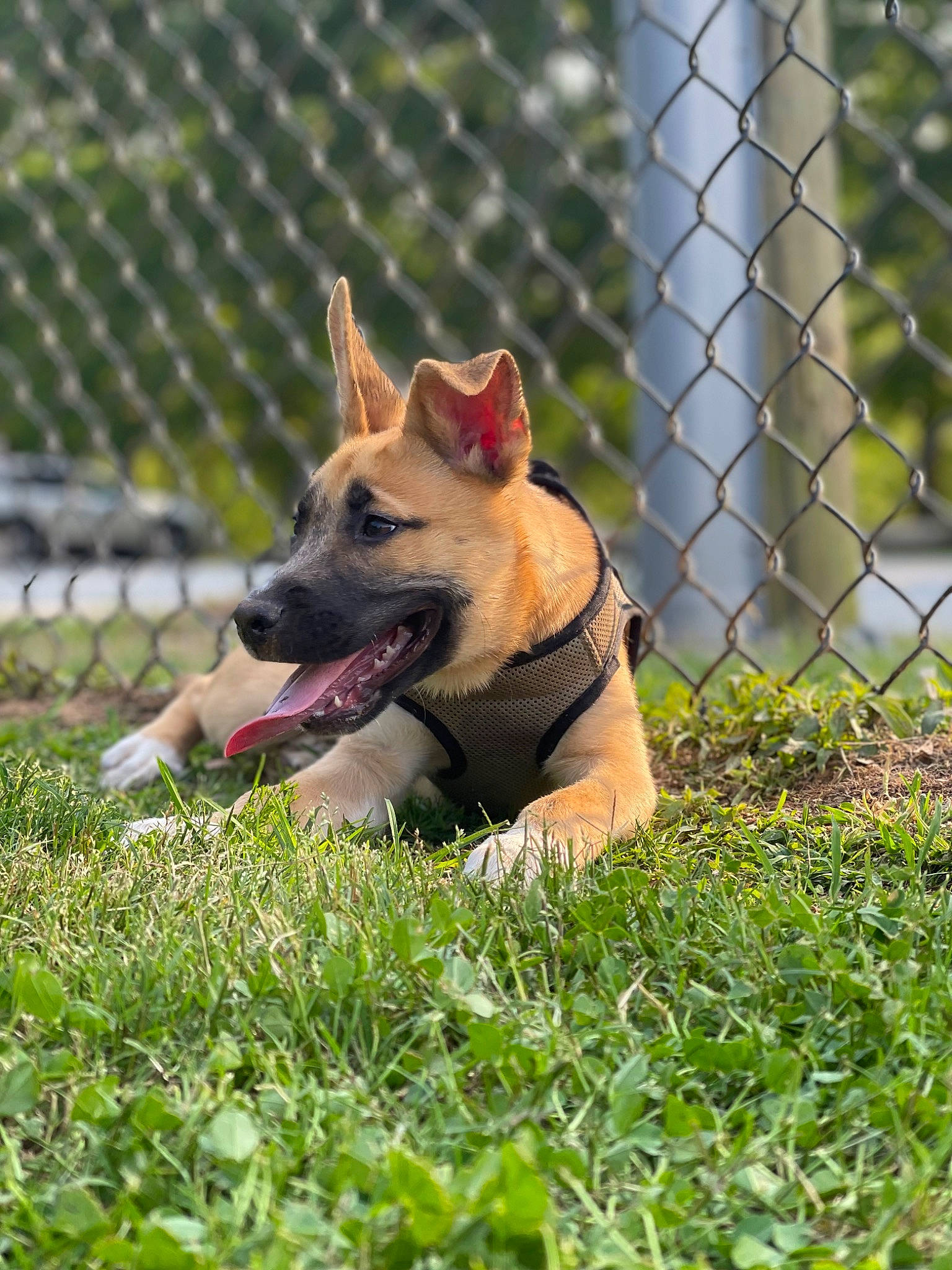 Cane joined the competition — help win amazing prizes! canidae, carnivore, collar, companion_dog, dog, dog_breed, dog_collar, dog_supply, fence, grass, mesh, pet_supply, plant, sporting_group, tail, terrestrial_animal, wildlife, wire_fencing, working_animal, working_dog