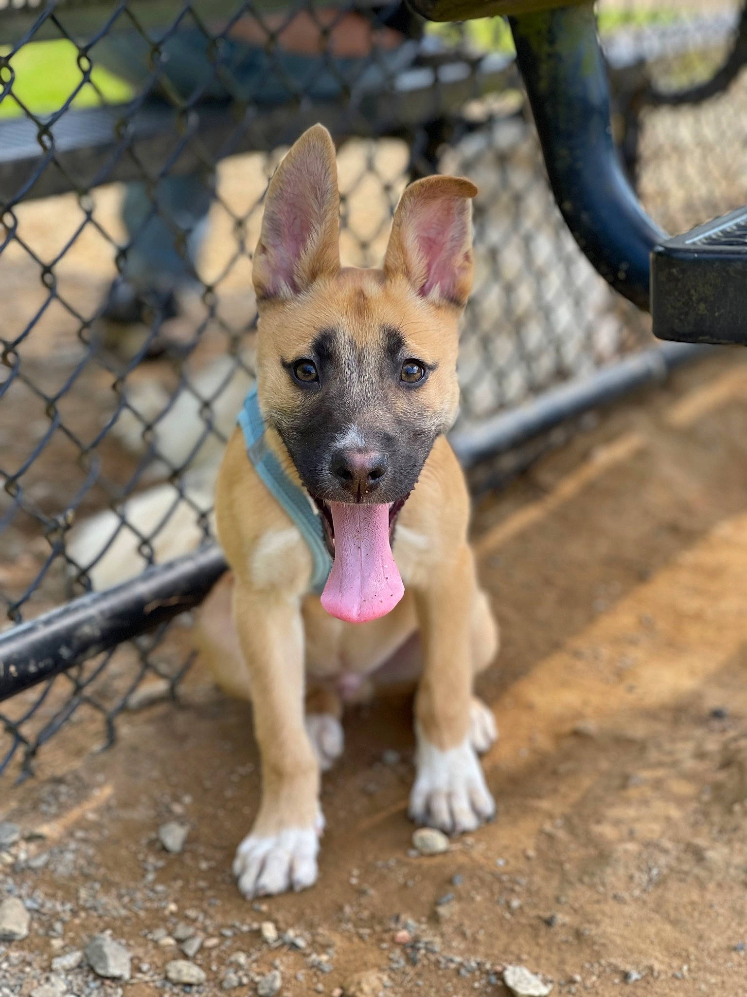 Cane joined the competition — help win amazing prizes! canidae, carnivore, collar, companion_dog, dog, dog_breed, dog_collar, dog_supply, fawn, fence, german_shepherd_dog, mesh, paw, pet_supply, sporting_group, street_dog, terrestrial_animal, wildlife, wire_fencing, working_animal