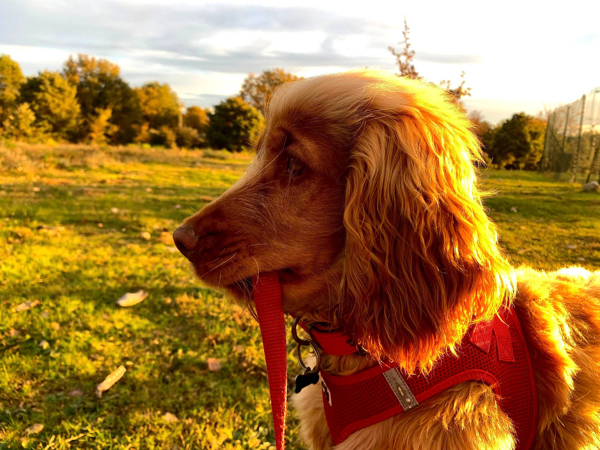 Rusty a rejoint le concours — aidez-le/la à gagner de superbes lots ! canidae, carnivore, collar, companion_dog, dog, dog_breed, dog_clothes, dog_collar, dog_supply, fur, gun_dog, leash, liver, mammal, pet_supply, snout, spaniel, sporting_group, sunlight, working_animal