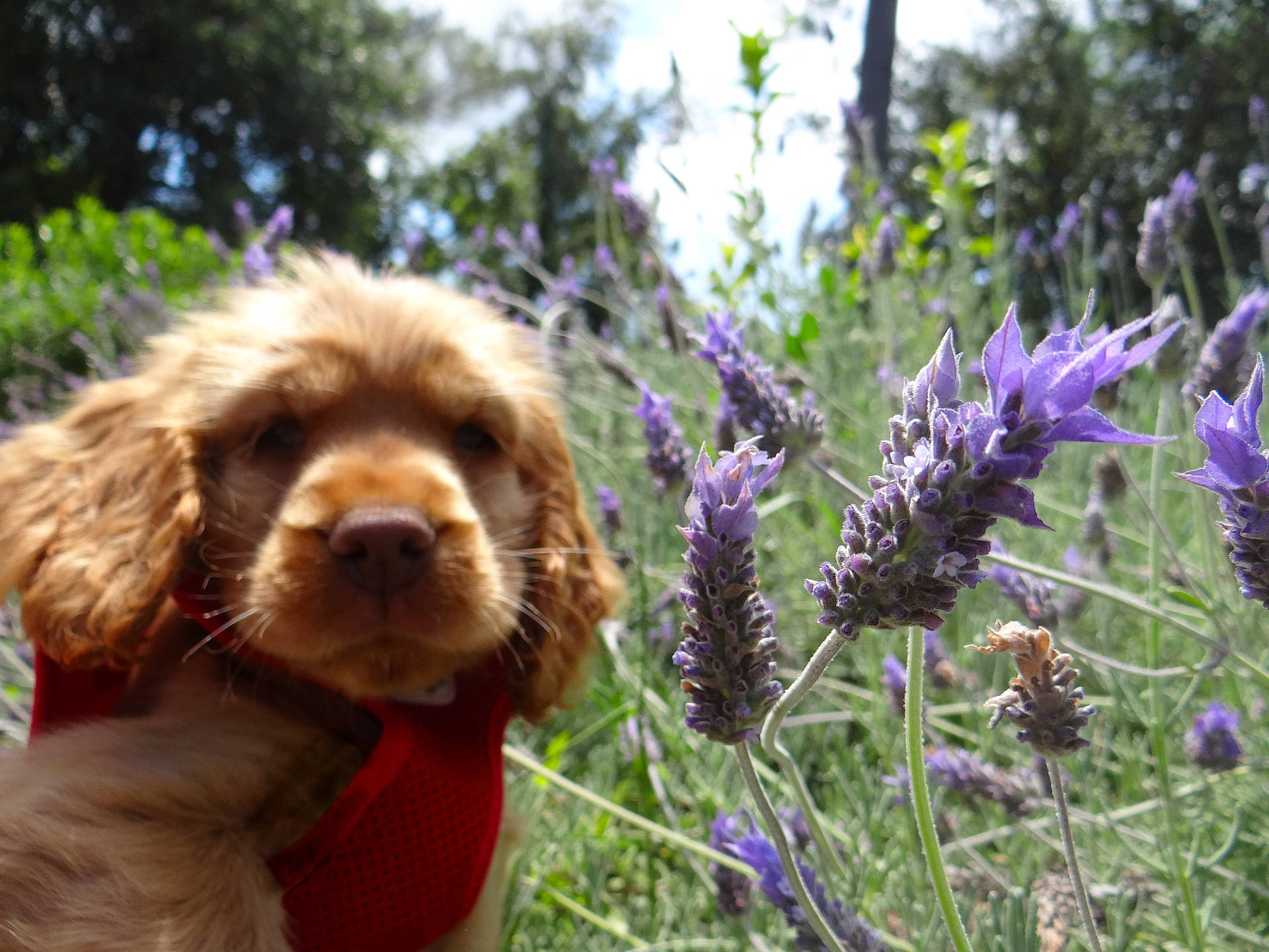 Rusty a rejoint le concours — aidez-le/la à gagner de superbes lots ! annual_plant, canidae, carnivore, companion_dog, dog, dog_breed, fawn, fur, herbaceous_plant, lavender, liver, perennial_plant, purple, snout, spaniel, sporting_group, standard_poodle, t_shirt, water_dog, working_animal