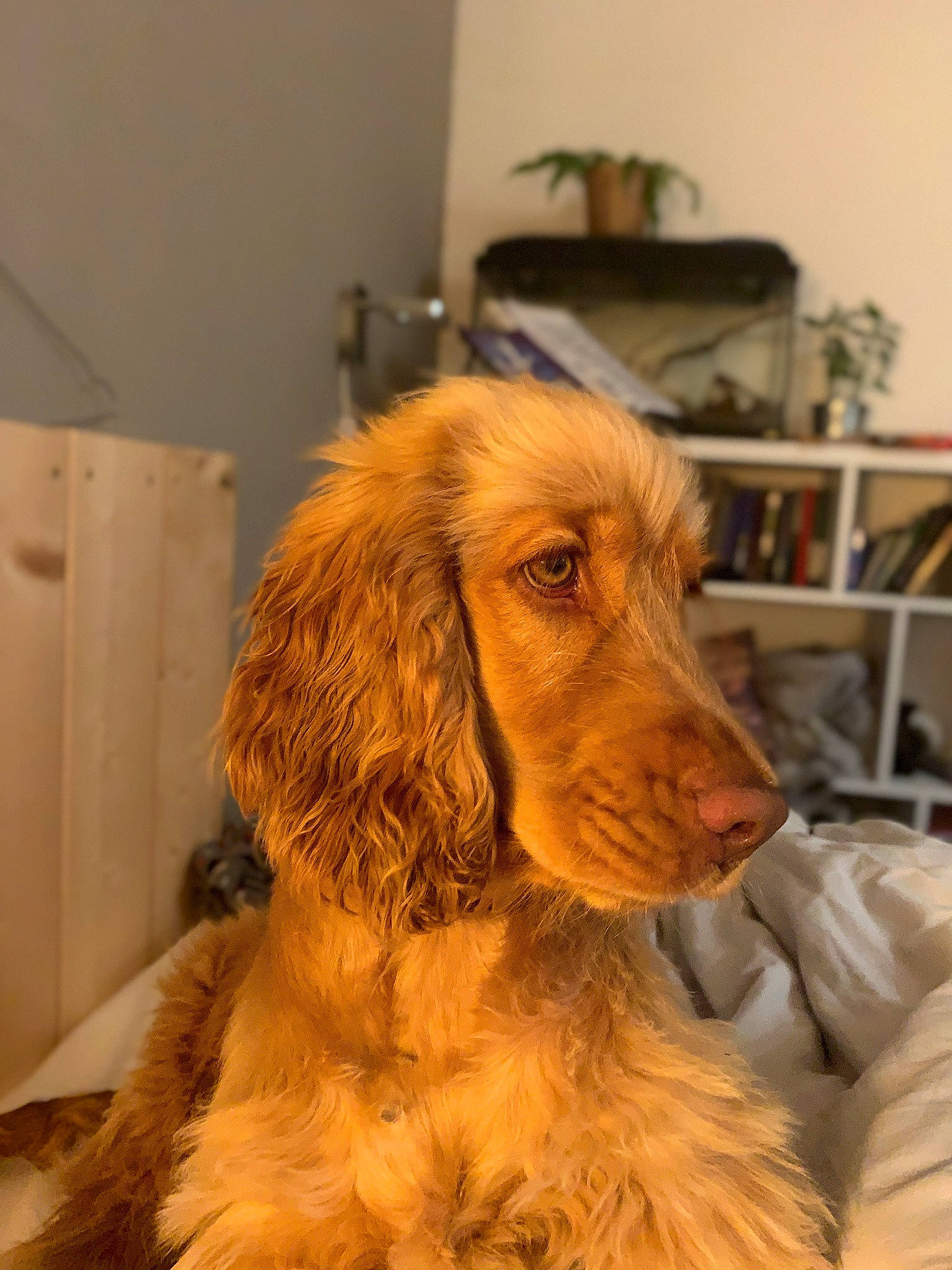 Rusty participe au concours pour gagner de l'argent avec cette photo : beige, brown, canidae, carnivore, cocker_spaniel, companion_dog, dog, dog_breed, fawn, flowerpot, fur, gun_dog, houseplant, liver, picture_frame, shelf, shelving, spaniel, sporting_group, working_animal