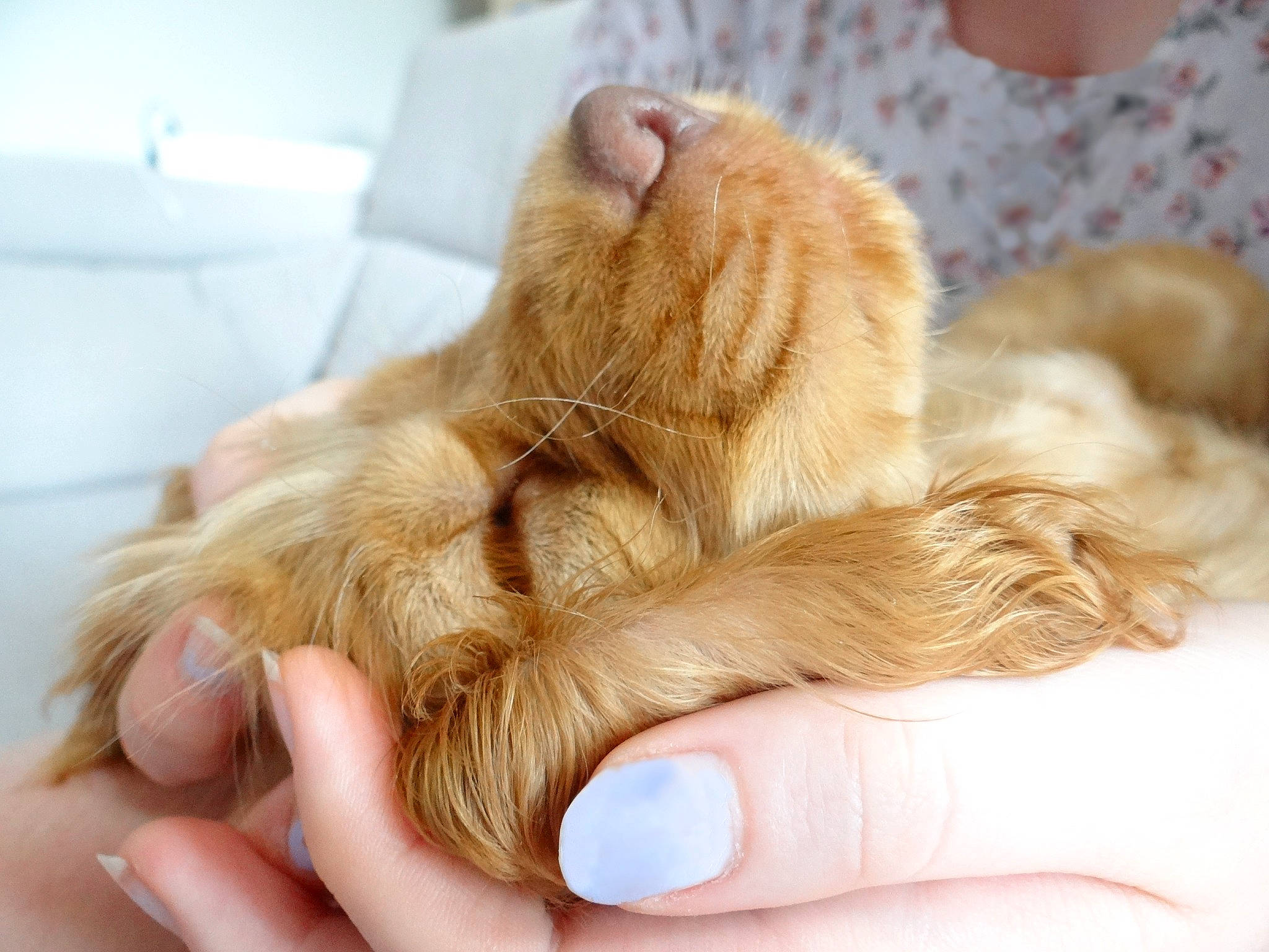 Rusty a rejoint le concours — aidez-le/la à gagner de superbes lots ! blond, carnivore, cat, claw, close_up, comfort, couch, fawn, felidae, finger, fur, human, nail, paw, peach, skin, small_to_medium_sized_cats, tan, thumb, whiskers