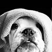 Zeus joined the competition — help win amazing prizes! animal, blanket, bostonbull, boxer, bulldog, canine, dog, frenchbulldog, pet, pitbull, puppy, snout