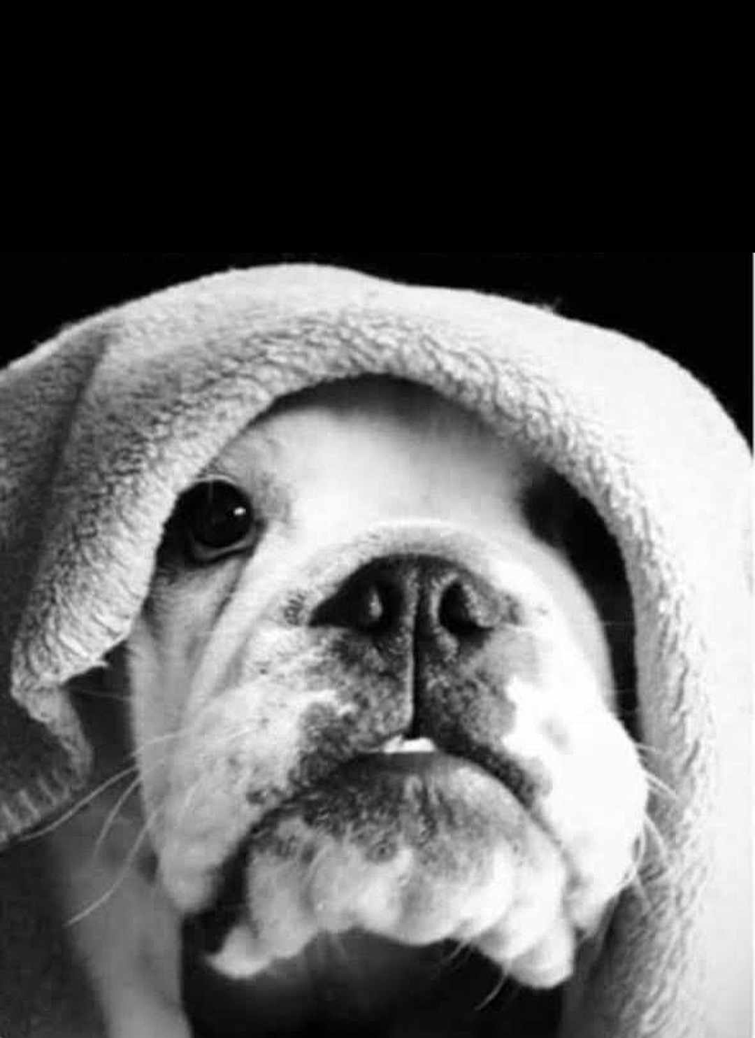 Zeus joined the competition — help win amazing prizes! animal, blanket, bostonbull, boxer, bulldog, canine, dog, frenchbulldog, pet, pitbull, puppy, snout