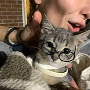 Ms. Kitty joined the competition — help win amazing prizes! cat, glasses, person, hand, indoor, feline, face, blurred, eyewear, closeup, pet, animal, holding, knit_blanket, expression, portrait, cute, domestic, cozy, accessory