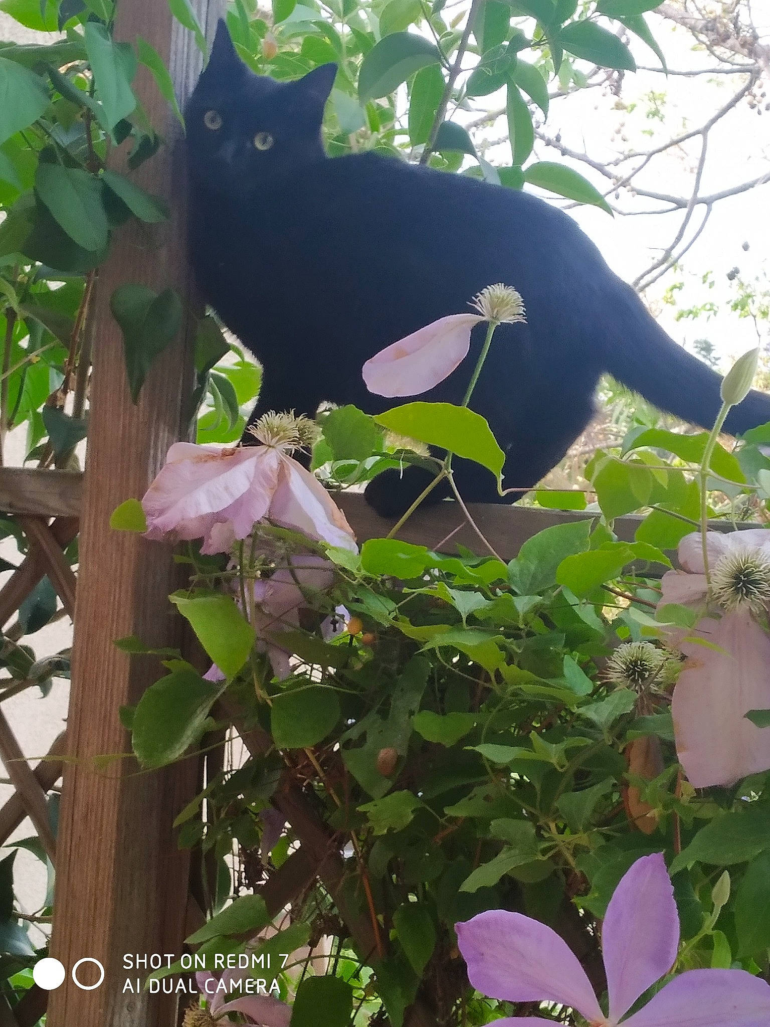 Shiva a rejoint le concours — aidez-le/la à gagner de superbes lots ! beak, botany, branch, carnivore, cat, felidae, flower, flowering_plant, green, groundcover, leaf, petal, plant, small_to_medium_sized_cats, tail, terrestrial_plant, tree, twig, whiskers, woody_plant