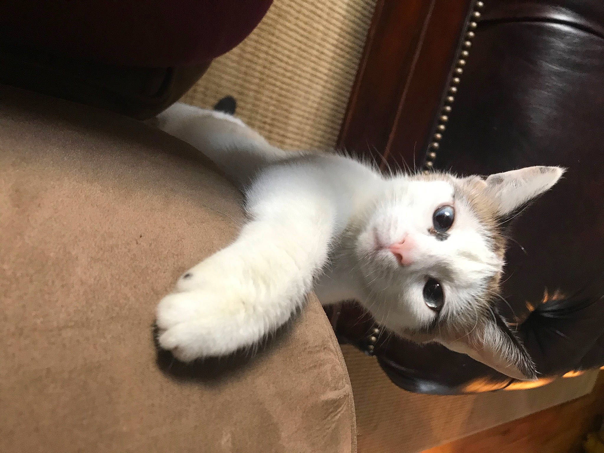 Puss joined the competition — help win amazing prizes! balinese, carnivore, cat, claw, comfort, domestic_short_haired_cat, fawn, felidae, flooring, fur, musical_instrument, paw, small_to_medium_sized_cats, snout, tail, thai, whiskers