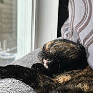 Luna is registered to the contest to win money with this photo: cat, tortoiseshell, feline, pet, sleeping, stretching, blanket, pillow, window, indoor, cozy, fur, whiskers, mouth_open, relaxed, sunlight, home, comfort, resting, soft