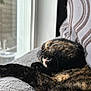 cat, tortoiseshell, feline, pet, sleeping, stretching, blanket, pillow, window, indoor, cozy, fur, whiskers, mouth_open, relaxed, sunlight, home, comfort, resting, soft