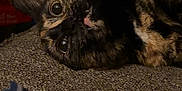 Luna joined the competition — help win amazing prizes! cat, tortoiseshell, pet, indoor, couch, blanket, feline, curious, closeup, cozy, relaxed, striped, fabric, home, animal, whiskers, ears, eyes, soft, texture