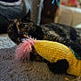 cat, tortoiseshell_cat, toy, feathers, carpet, indoor, pet, playful, feline, soft_texture, close_up, animal, claw, home, resting, cute, fur, whiskers, yellow_toy, pink_feathers