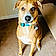 Harvey