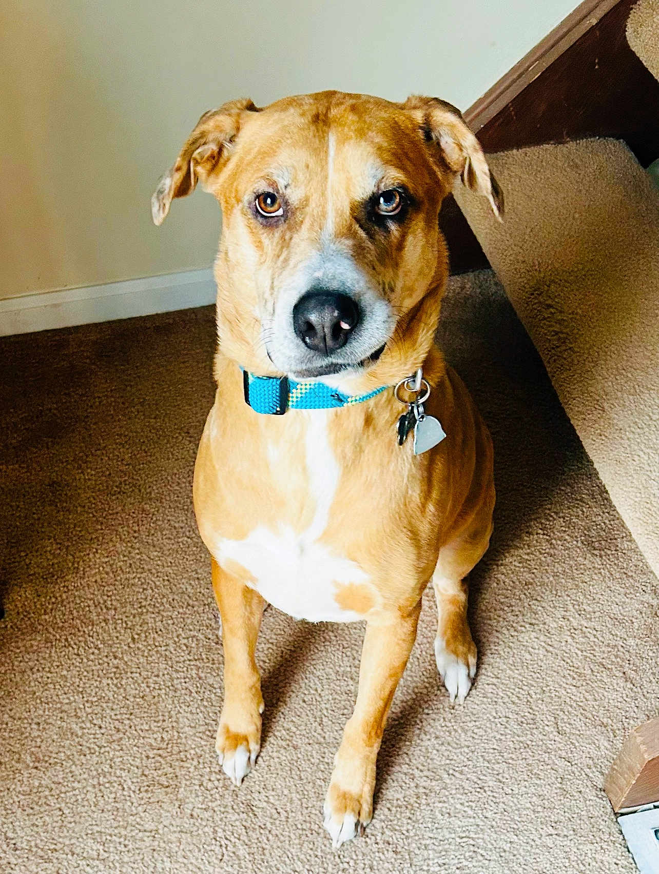 Harvey is registered to the contest to win money with this photo: dog, brown_dog, blue_collar, carpet, indoor, stairs, pet, animal, sitting, looking_up, ears, white_paws, floor, house, cute, companion, portrait, furniture, domestic, canine