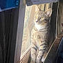 cat, tabby, animal, pet, windowsill, window, blinds, wood, indoor, curious, yellow_eyes, feline, sitting, natural_light, closeup, whiskers, paws, reflection, domestic_cat, quiet