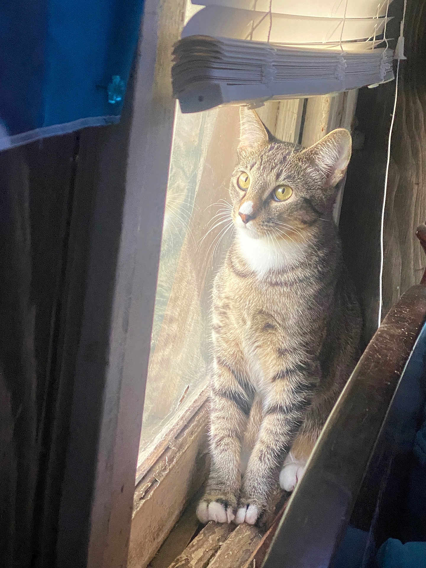 Mochi
