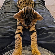 Toy a rejoint le concours — aidez-le/la à gagner de superbes lots ! animal, cat, clothing, cozy, cute, feline, fur, gray_shirt, indoor, kitten, lap, pants, paws, person, pet, relaxed, resting, spotted, stretching, young