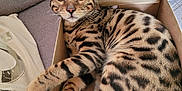 Toy participe au concours pour gagner de l'argent avec cette photo : animal, bengal_cat, box, cat, closeup, couch, cozy, curious, eyes, fabric, feline, indoor, paws, pet, relaxed, soft, spotted, striped, toy, whiskers