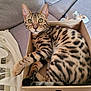 animal, bengal_cat, box, cat, closeup, couch, cozy, curious, eyes, fabric, feline, indoor, paws, pet, relaxed, soft, spotted, striped, toy, whiskers