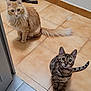 Toy participe au concours pour gagner de l'argent avec cette photo : animal, cat, curious, cute, domestic, ears, eyes, feline, floor, fur, indoor, looking_up, orange_cat, pets, sitting, tabby_cat, tail, tile_floor, two_cats, whiskers