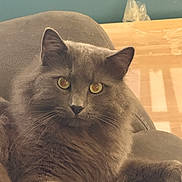 Cosmo joined the competition — help win amazing prizes! cat, gray_cat, fluffy, pet, indoor, couch, furniture, relaxed, yellow_eyes, whiskers, fur, animal, mammal, domestic_cat, resting, home, cozy, closeup, portrait, cute