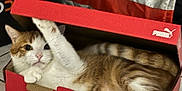 Vegas a rejoint le concours — aidez-le/la à gagner de superbes lots ! cat, shoe_box, puma, indoor, floor, tile_floor, paw, curious, orange_and_white_cat, resting, pet, feline, playful, box_lid, striped_fabric, cozy, domestic_animal, relaxed, animal, indoor_lighting