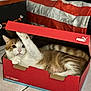 cat, shoe_box, puma, indoor, floor, tile_floor, paw, curious, orange_and_white_cat, resting, pet, feline, playful, box_lid, striped_fabric, cozy, domestic_animal, relaxed, animal, indoor_lighting