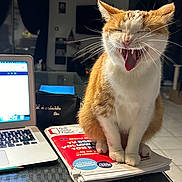 Vegas a rejoint le concours — aidez-le/la à gagner de superbes lots ! cat, orange_cat, white_cat, pet, indoor, laptop, papers, table, whiskers, fangs, mouth_open, yawning, sitting, workspace, home, technology, funny_expression, domestic_cat, feline, computer