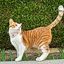 Vegas participe au concours pour gagner de l'argent avec cette photo : cat, orange_cat, white_cat, pet, animal, outdoor, hedge, greenery, sky, tail_up, curious, standing, fur, whiskers, collar, nature, garden, stone_ledge, daylight, mammal