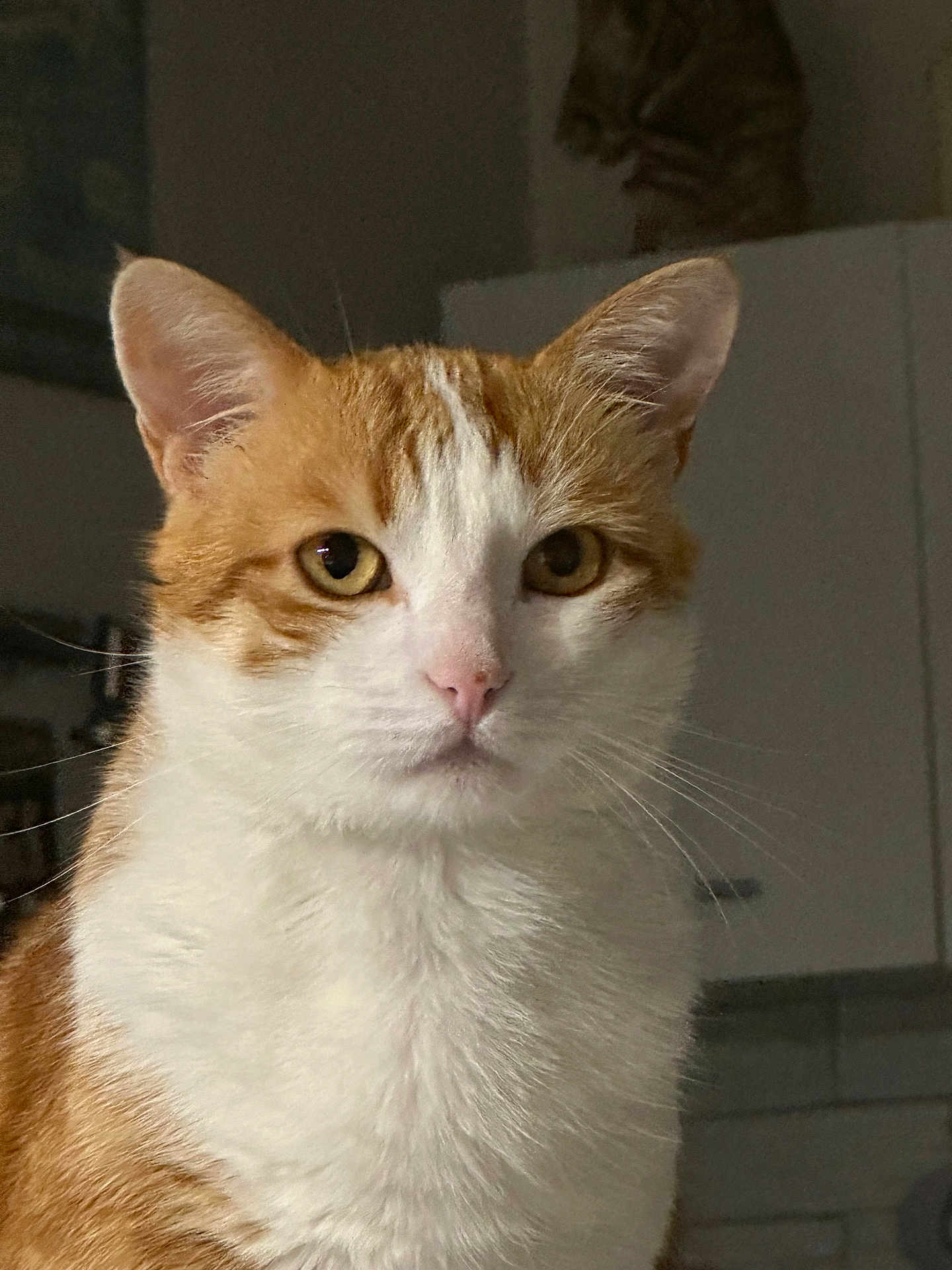 Vegas participe au concours pour gagner de l'argent avec cette photo : cat, orange_and_white_cat, close_up, indoor, pet, feline, whiskers, ears, fur, animal, portrait, domestic_cat, calm, serious_expression, looking_at_camera, cute, mammal, face, eyes