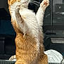 Vegas a rejoint le concours — aidez-le/la à gagner de superbes lots ! cat, orange_cat, white_cat, standing, curious, whiskers, indoor, feline, pet, alert, table, fur, paw, domestic_animal, animal, cute, household, looking_up, raised_paws, background