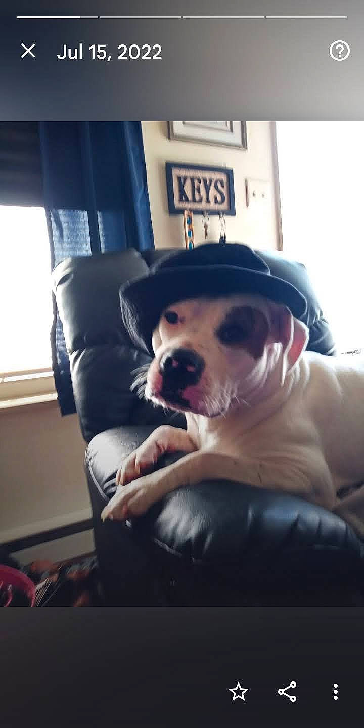 Emmajo joined the competition — help win amazing prizes! canidae, carnivore, comfort, companion_dog, couch, curtain, dog, dog_breed, fawn, guard_dog, non_sporting_group, sitting, snout, sporting_group, whiskers, window, working_animal, working_dog