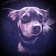 Penelope joined the competition — help win amazing prizes! dog, pet, animal, face, ears, dark, grainy, portrait, closeup, canine, muzzle, collar, indoor, shadow, furry, looking, nose, expression, head, blurred