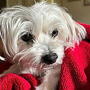 Omar joined the competition — help win amazing prizes! dog, white_dog, pet, close_up, blanket, red_blanket, cozy, fur, indoor, portrait, cute, snuggled, animal, mammal, companion, relaxed, face, nose, paw, soft
