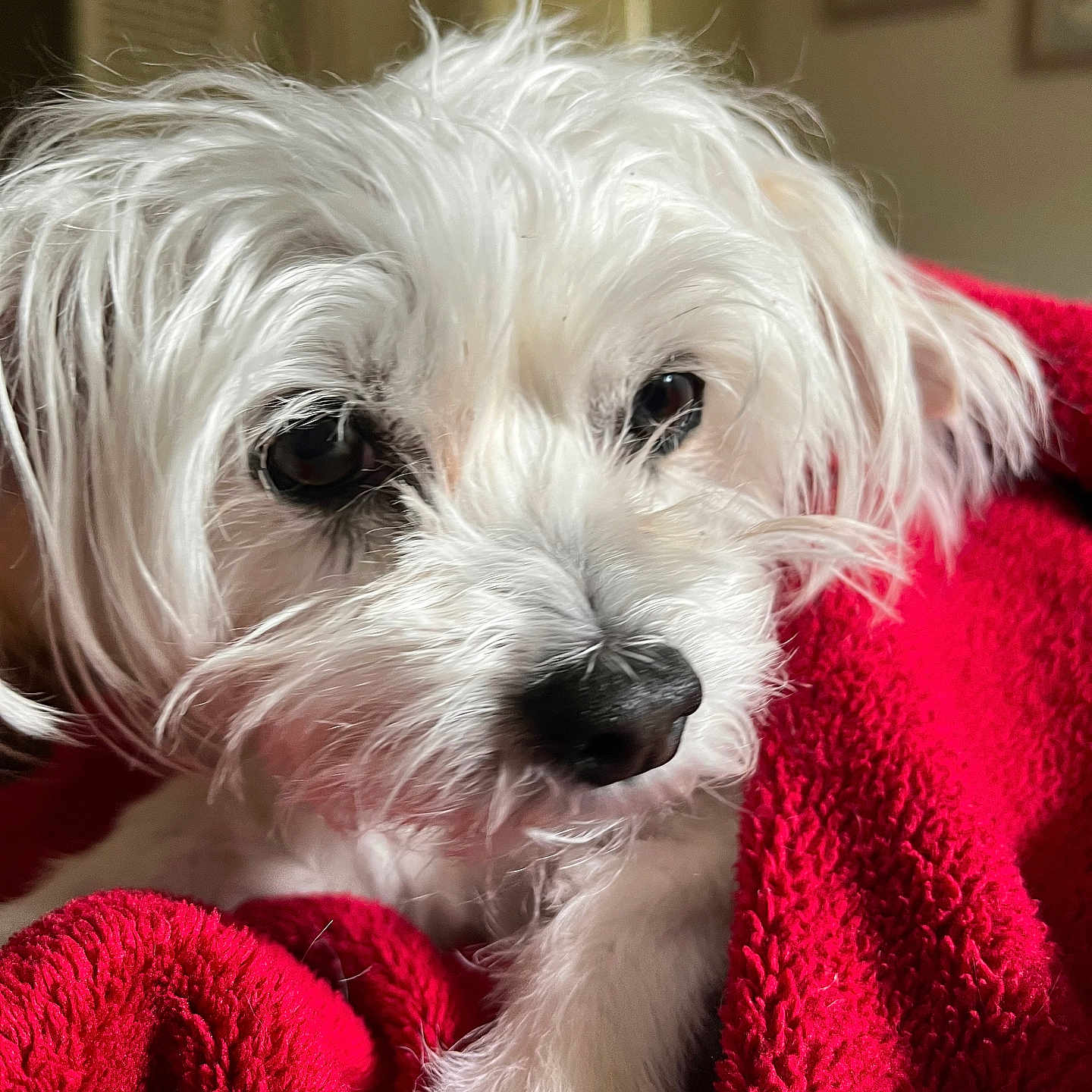 Omar joined the competition — help win amazing prizes! animal, blanket, close_up, companion, cozy, cute, dog, face, fur, indoor, mammal, nose, paw, pet, portrait, red_blanket, relaxed, snuggled, soft, white_dog